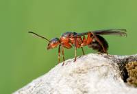 Formica rufa - Рыжий лесной муравей