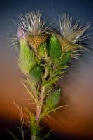 Cirsium vulgare - Бодяк обыкновенный