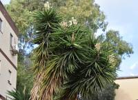 Yucca gigantea - Юкка гигантская