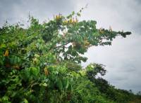 Pterocarpus santalinoides