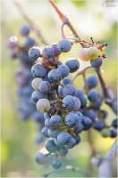 Vitis vinifera - Виноград культурный