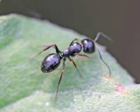 Camponotus piceus