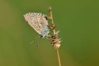 Aricia artaxerxes - Голубянка изменчивая