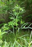 Falcaria vulgaris - Резак обыкновенный