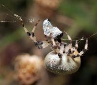 Самка паука-крестовика ест кого то.