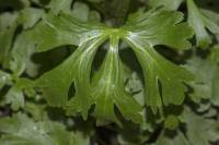 Ranunculus sceleratus - Лютик ядовитый