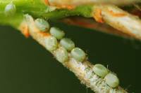 Bupalus piniaria - Пяденица сосновая