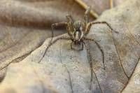 Agelenidae - Воронковые пауки