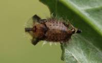 Cassida rubiginosa - Щитоноска чертополоховая (ржавая, краснобурая)