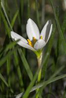 Zephyranthes candida - Зефирантес белоснежный