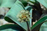 Allium karataviense - Лук каратавский