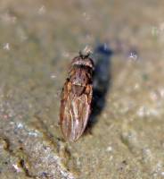 Sphaeroceridae - сфероцериды