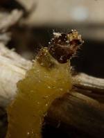 Coleoptera - Жесткокрылые (жуки)