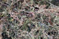 Polygonum aviculare - Горец птичий, Спорыш