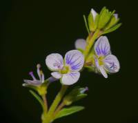 Veronica serpyllifolia var. serpyllifolia