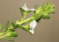 Veronica serpyllifolia var. serpyllifolia