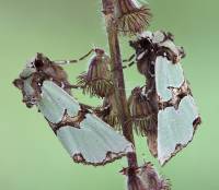 Staurophora celsia - Совка роскошная