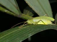 Tettigoniidae - Pseudophyllinae