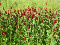 Trifolium incarnatum - Клевер мясо-красный