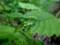 Aceria multistriata - Вязовый листовой галловый клещ
