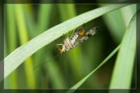Panorpa communis - Скорпионница обыкновенная