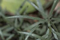 Galatella linosyris subsp. pontica - Солонечник понтийский