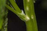 Ranunculus sceleratus - Лютик ядовитый