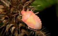 Dolycoris baccarum - Щитник ягодный, или клоп ягодный