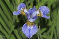 Iris sibirica - Ирис сибирский