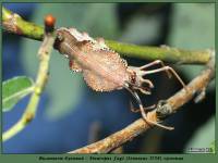 Stauropus fagi - вилохвост буковый