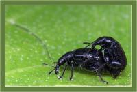 Deporaus betulae - Трубковёрт берёзовый чёрный