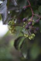 Parthenocissus quinquefolia - Девичий виноград пятилисточковый