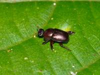 Scarabaeidae - Scarabaeinae - Скарабеины