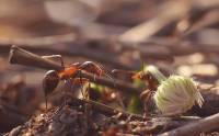 Hymenoptera - Перепончатокрылые (пчелы, осы, муравьи...)