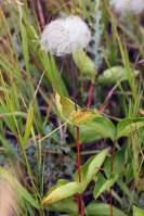 Clematis integrifolia - Ломонос цельнолистный