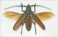 Callipogon similis