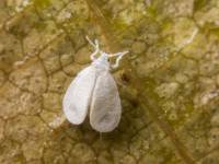 Aleyrodidae - Белокрылки