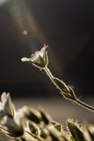 Cerastium alpinum - Ясколка альпийская