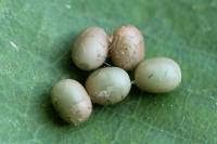 Dendrolimus pini - Коконопряд сосновый