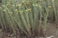 Euphorbia paralias - Молочай прибрежный