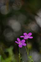 Geranium palustre - Журавельник болотный, Герань болотная