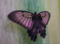 Papilionidae - Парусники