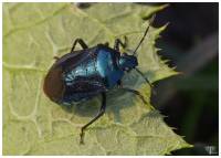 Zicrona caerulea - Клоп синий хищный
