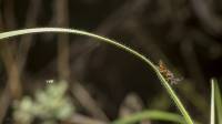 Diprion pini - Обыкновенный сосновый пилильщик