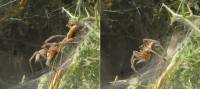 Agelenidae - Воронковые пауки