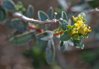Euphorbia hierosolymitana var. ramanensis