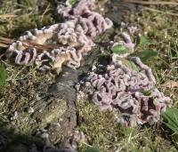 Chondrostereum purpureum - Хондростереум пурпурный