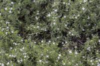 Galium pseudohumifusum - Подмаренник ложнораспростёртый