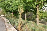 Verbascum densiflorum - Коровяк густоцветковый, Коровяк высокий