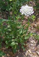 Ainsworthia trachycarpa - Тордилиум шероховатоплодный